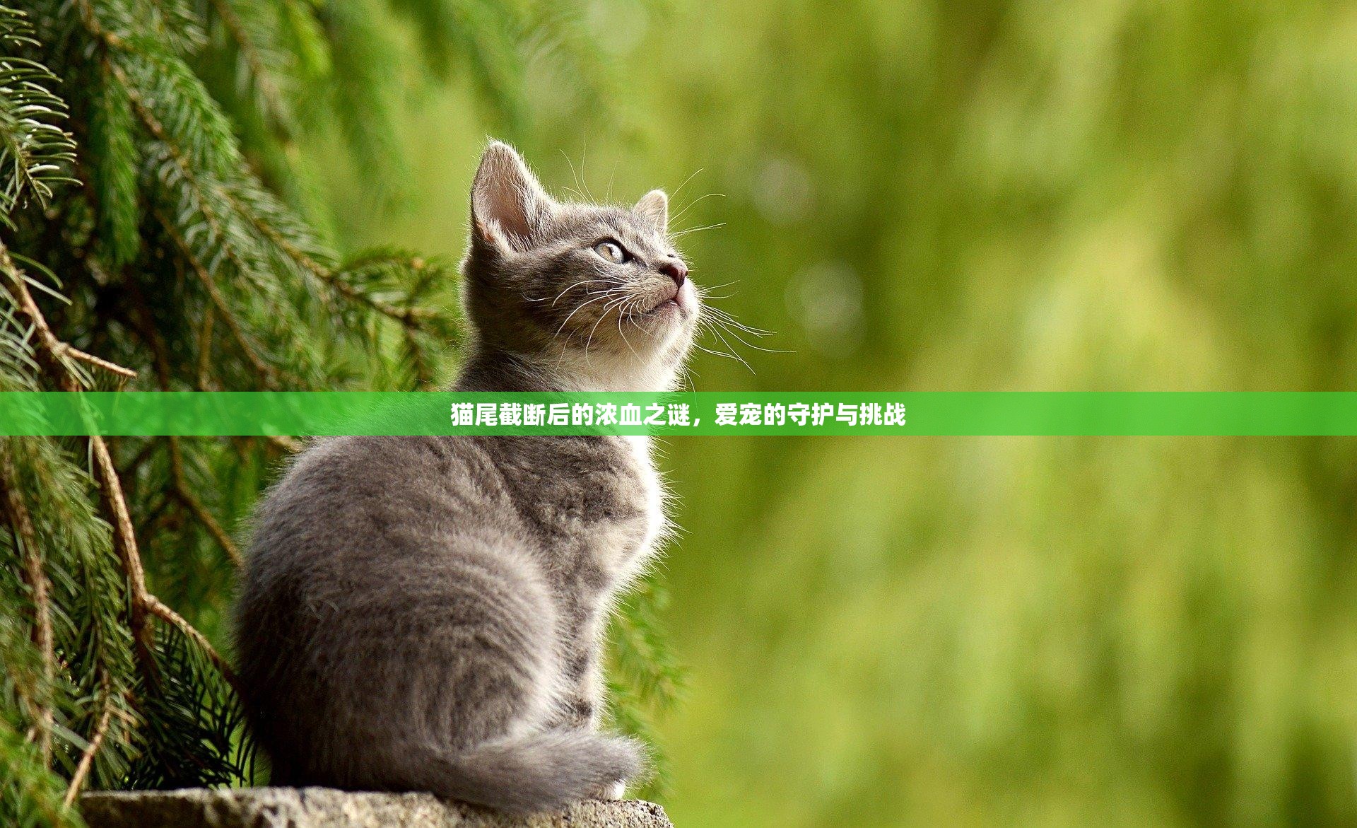 貓尾截斷后的濃血之謎，愛寵的守護與挑戰(zhàn)