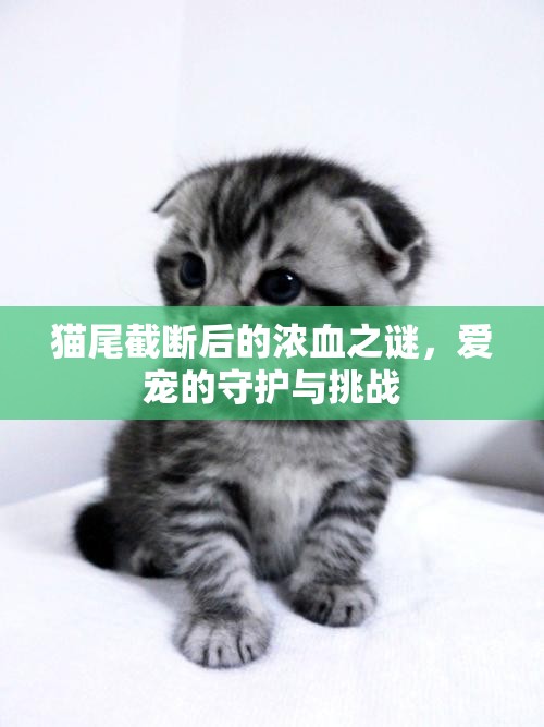 貓尾截斷后的濃血之謎，愛寵的守護與挑戰(zhàn)