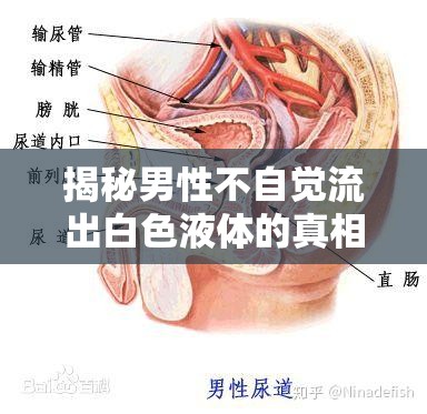 揭秘男性不自覺流出白色液體的真相，健康與性福的雙重考量