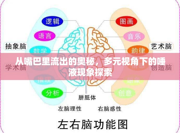 從嘴巴里流出的奧秘，多元視角下的唾液現(xiàn)象探索