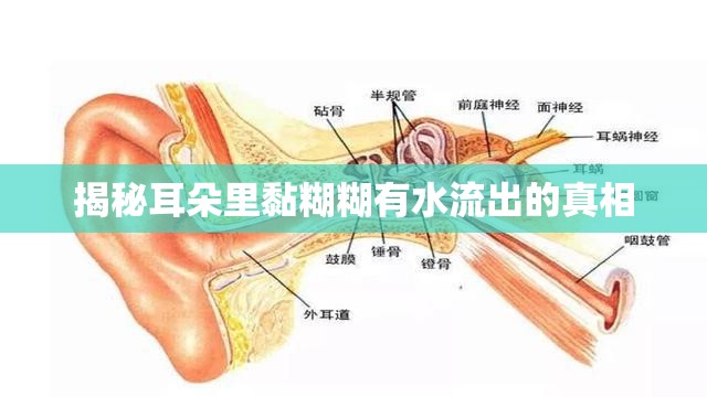 揭秘耳朵里黏糊糊有水流出的真相