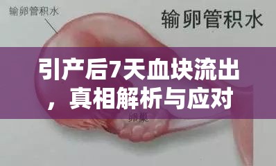 引產(chǎn)后7天血塊流出，真相解析與應對策略