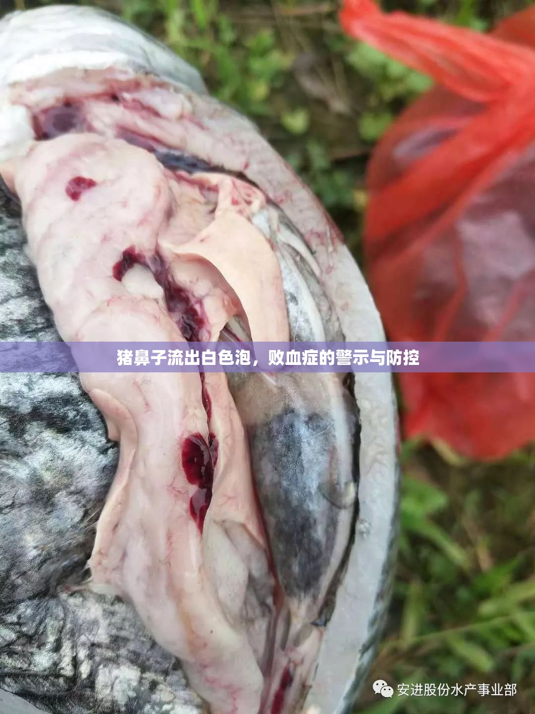 豬鼻子流出白色泡，敗血癥的警示與防控