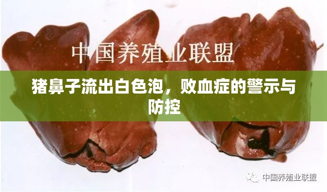 豬鼻子流出白色泡，敗血癥的警示與防控