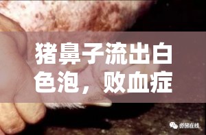 豬鼻子流出白色泡，敗血癥的警示與防控