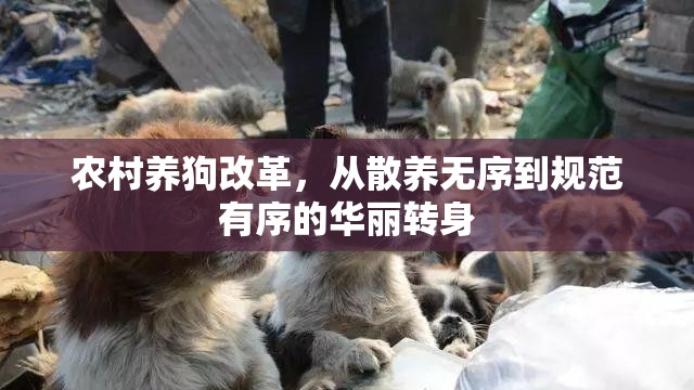 農(nóng)村養(yǎng)狗改革，從散養(yǎng)無序到規(guī)范有序的華麗轉(zhuǎn)身