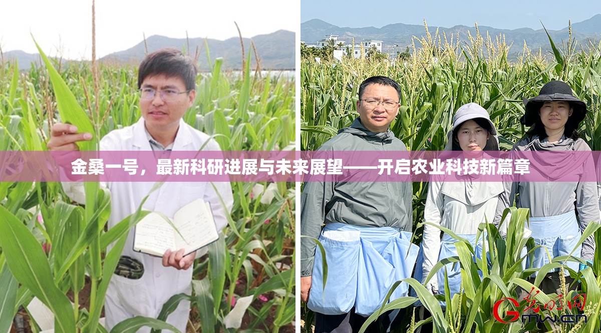 金桑一號(hào)，最新科研進(jìn)展與未來展望——開啟農(nóng)業(yè)科技新篇章