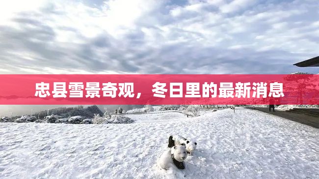 忠縣雪景奇觀，冬日里的最新消息
