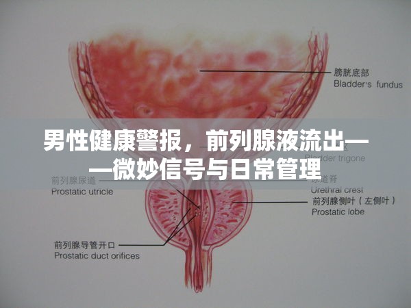 男性健康警報(bào)，前列腺液流出——微妙信號(hào)與日常管理