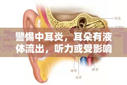 警惕中耳炎，耳朵有液體流出，聽力或受影響