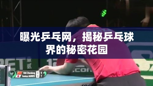 曝光乒乓網，揭秘乒乓球界的秘密花園