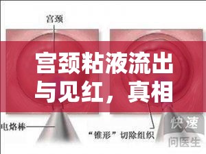 宮頸粘液流出與見紅，真相揭秘與科學解讀