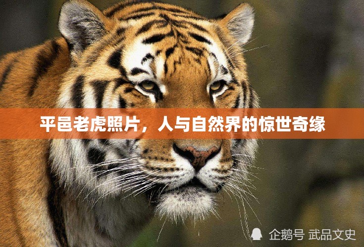 平邑老虎照片，人與自然界的驚世奇緣