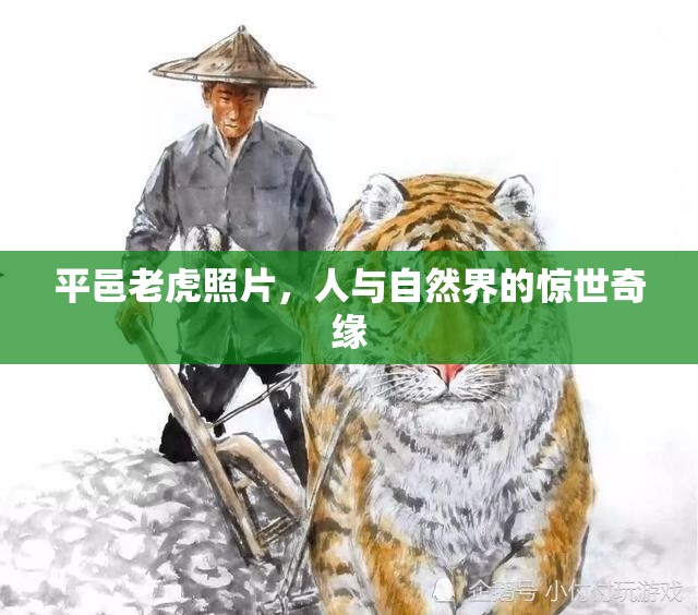 平邑老虎照片，人與自然界的驚世奇緣