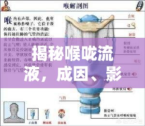 揭秘喉嚨流液，成因、影響及有效應(yīng)對(duì)策略