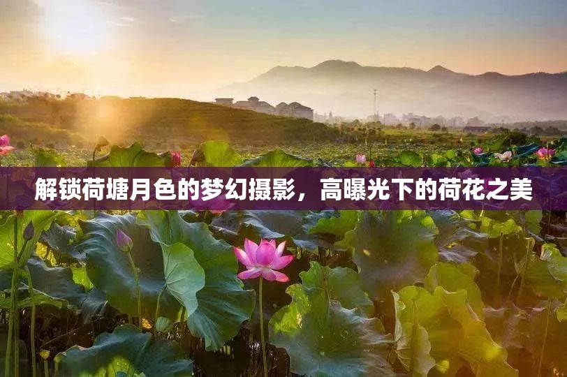 解鎖荷塘月色的夢幻攝影，高曝光下的荷花之美