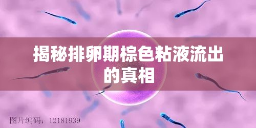揭秘排卵期棕色粘液流出的真相