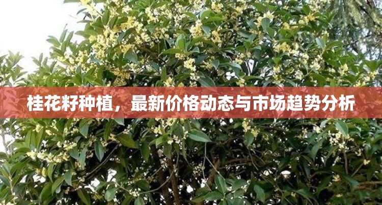 桂花籽種植，最新價格動態(tài)與市場趨勢分析