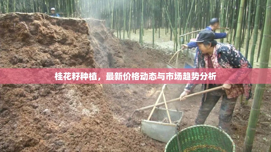 桂花籽種植，最新價格動態(tài)與市場趨勢分析