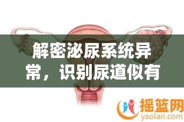 解密泌尿系統(tǒng)異常，識(shí)別尿道似有尿流出的微妙信號(hào)