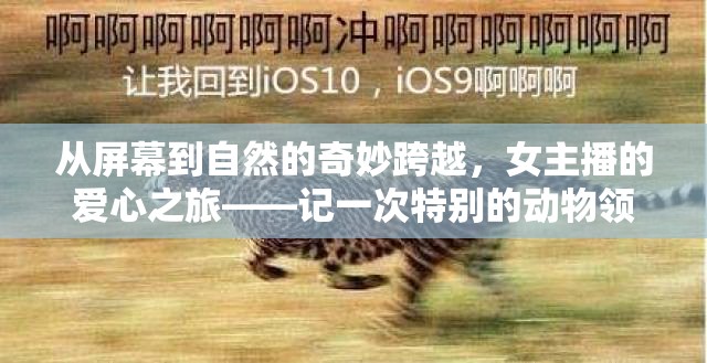 從屏幕到自然的奇妙跨越，女主播的愛(ài)心之旅——記一次特別的動(dòng)物領(lǐng)養(yǎng)直播