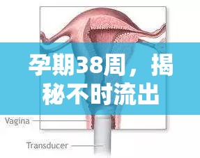 孕期38周，揭秘不時流出的清水之謎