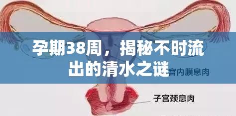 孕期38周，揭秘不時流出的清水之謎