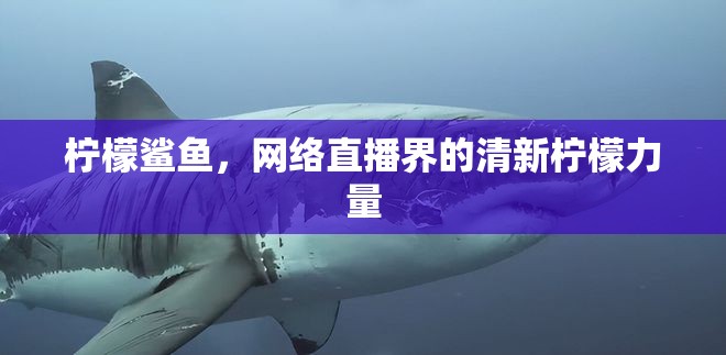 檸檬鯊魚，網(wǎng)絡(luò)直播界的清新檸檬力量