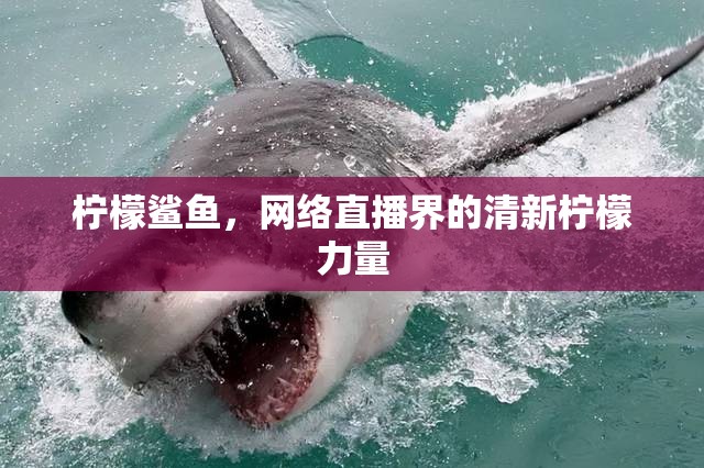 檸檬鯊魚，網(wǎng)絡(luò)直播界的清新檸檬力量