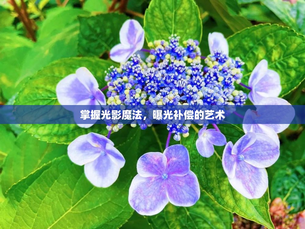 掌握光影魔法，曝光補償?shù)乃囆g
