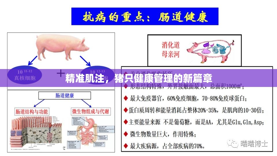 精準(zhǔn)肌注，豬只健康管理的新篇章
