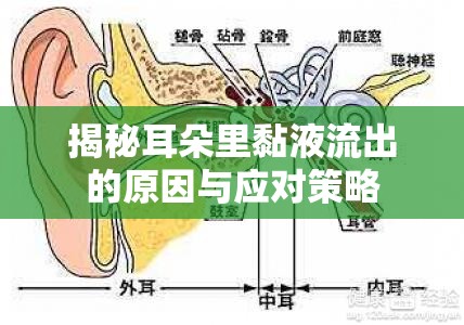 揭秘耳朵里黏液流出的原因與應對策略