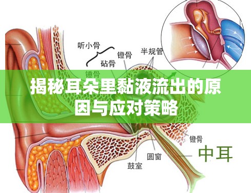 揭秘耳朵里黏液流出的原因與應對策略