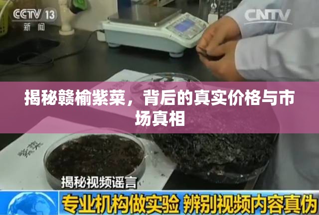 揭秘贛榆紫菜，背后的真實價格與市場真相