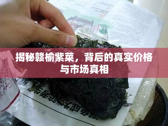 揭秘贛榆紫菜，背后的真實價格與市場真相