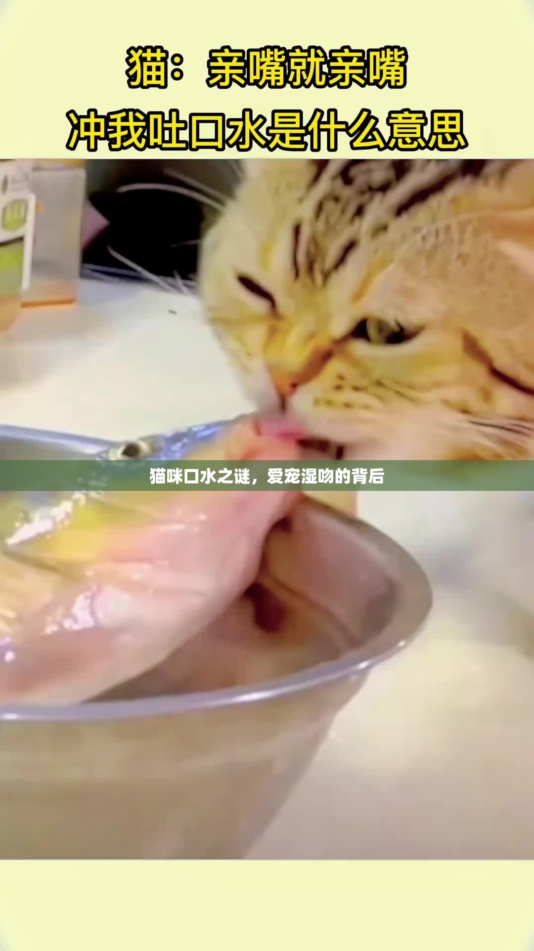 貓咪口水之謎，愛寵濕吻的背后