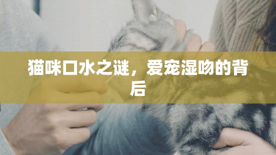 貓咪口水之謎，愛寵濕吻的背后