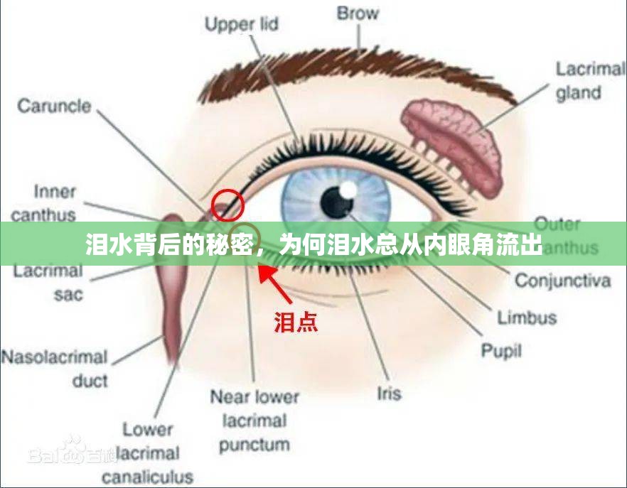 淚水背后的秘密，為何淚水總從內(nèi)眼角流出