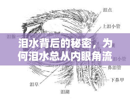 淚水背后的秘密，為何淚水總從內(nèi)眼角流出