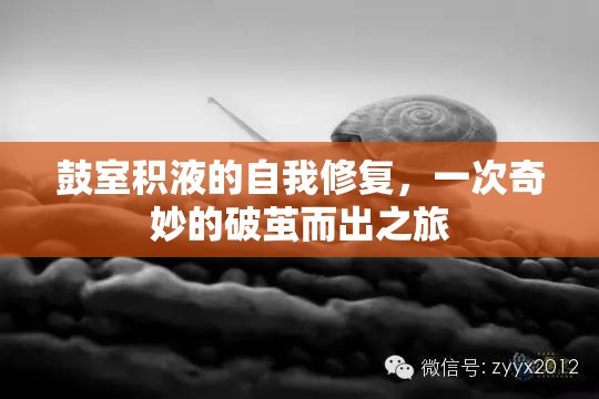 鼓室積液的自我修復，一次奇妙的破繭而出之旅
