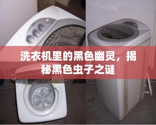 洗衣機里的黑色幽靈，揭秘黑色蟲子之謎