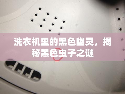 洗衣機里的黑色幽靈，揭秘黑色蟲子之謎