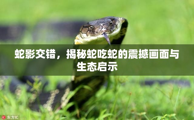 蛇影交錯，揭秘蛇吃蛇的震撼畫面與生態(tài)啟示
