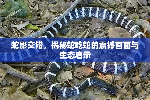 蛇影交錯，揭秘蛇吃蛇的震撼畫面與生態(tài)啟示