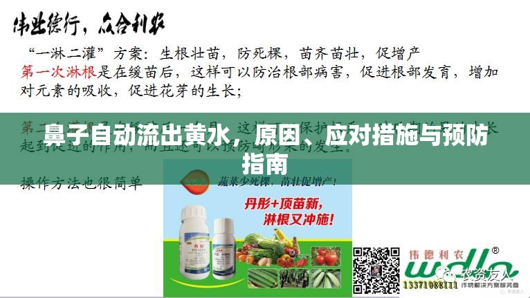 鼻子自動(dòng)流出黃水，原因、應(yīng)對措施與預(yù)防指南