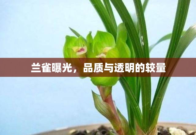 蘭雀曝光，品質(zhì)與透明的較量