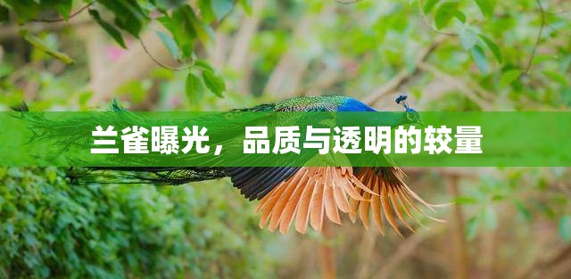蘭雀曝光，品質(zhì)與透明的較量