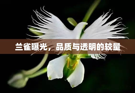 蘭雀曝光，品質(zhì)與透明的較量