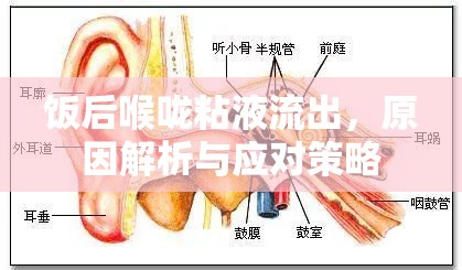 飯后喉嚨粘液流出，原因解析與應(yīng)對策略