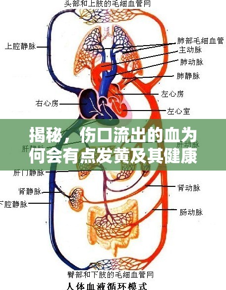 揭秘，傷口流出的血為何會(huì)有點(diǎn)發(fā)黃及其健康警示